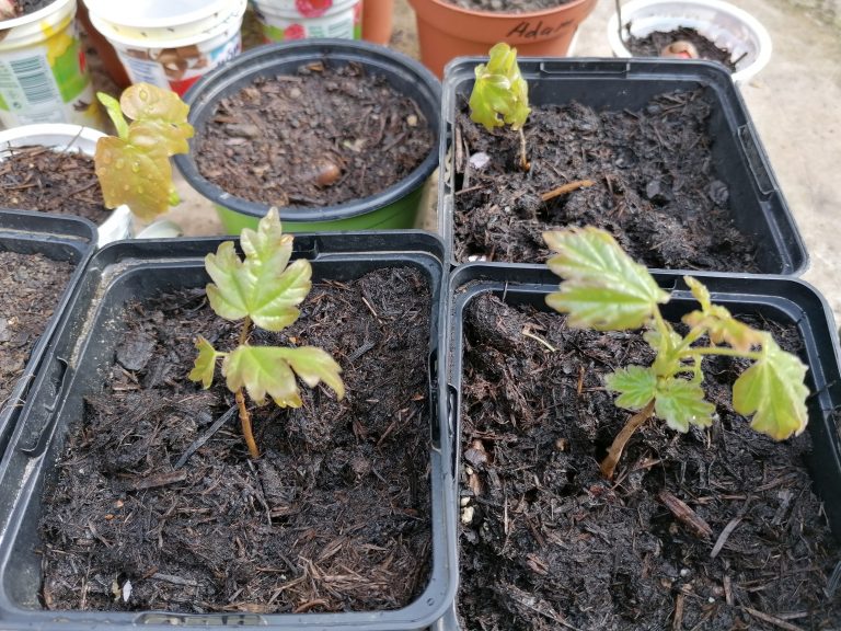 Seeds for the future – A project in English and Biology 1D