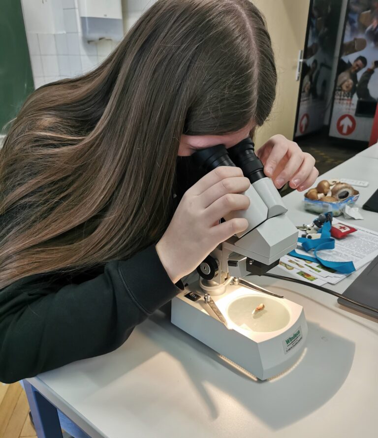 Eintauchen in die Welt der Pilze