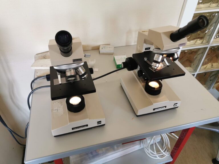 Mikroskopieren von Zwiebelhaut