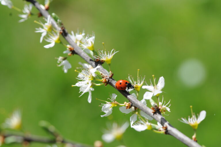 Klimaschutzbericht Erlgasse 2021/22