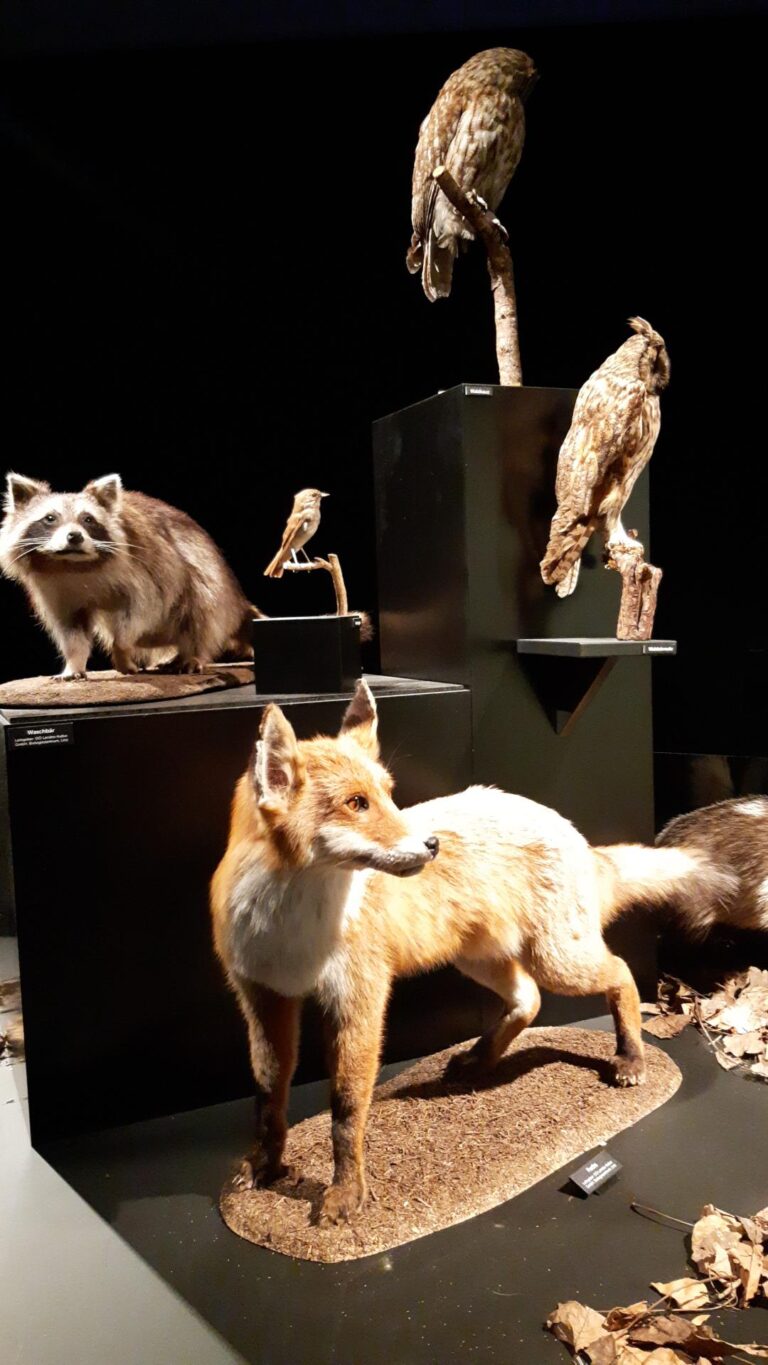 Ab in die Wildnis – Klimaaktionstag der 4AC, 6B und 7A