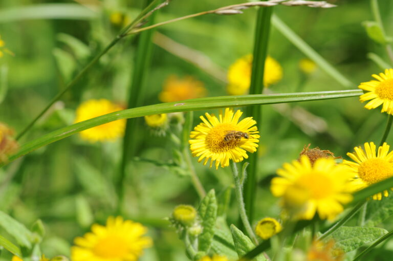 Klimaschutzbericht Erlgasse 2022/23