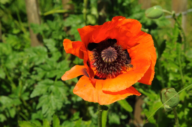 Nachhaltigkeit 2.0 – Klimateam, ARGE UZ und SDGs