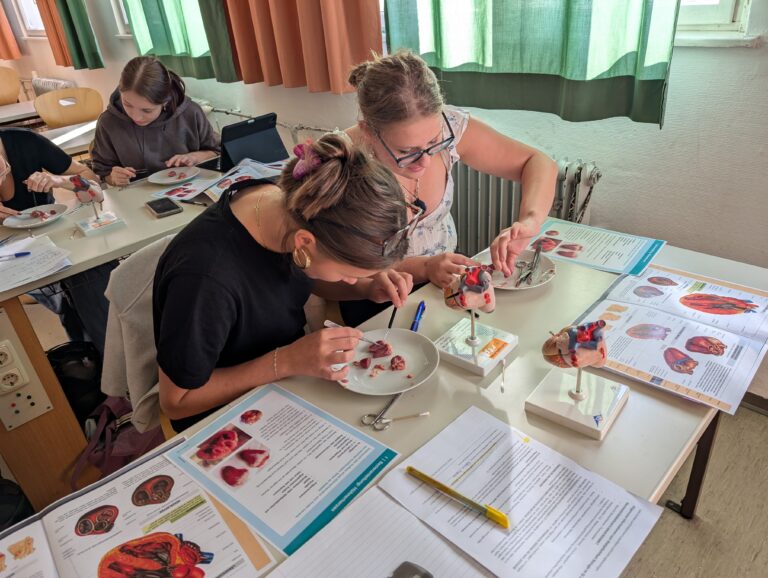 Von Atrium zu Arterie…das WPF Biologie seziert Herzen