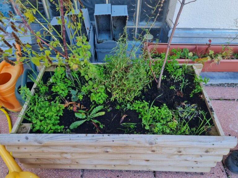 Natternkopf und Günsel auf der Terrasse gesichtet!