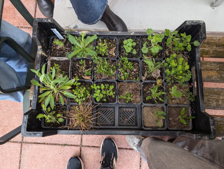 Sparkling Science – Frühjahrspflanzung