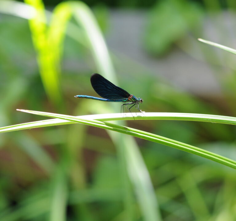 Klimaschutzbericht Erlgasse 2024/25