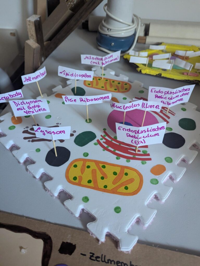 Zellmodelle