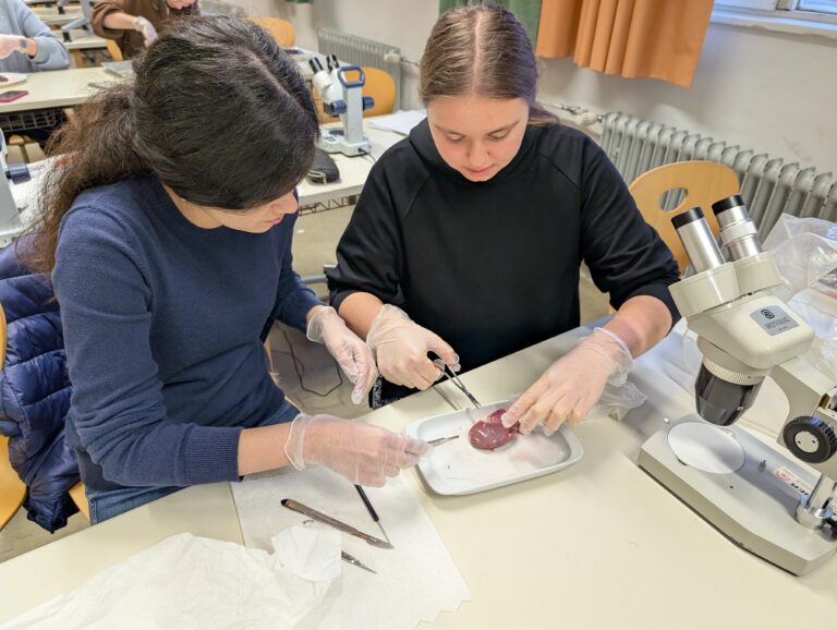 Sektion von Nieren im Wahlpflichtfach Biologie