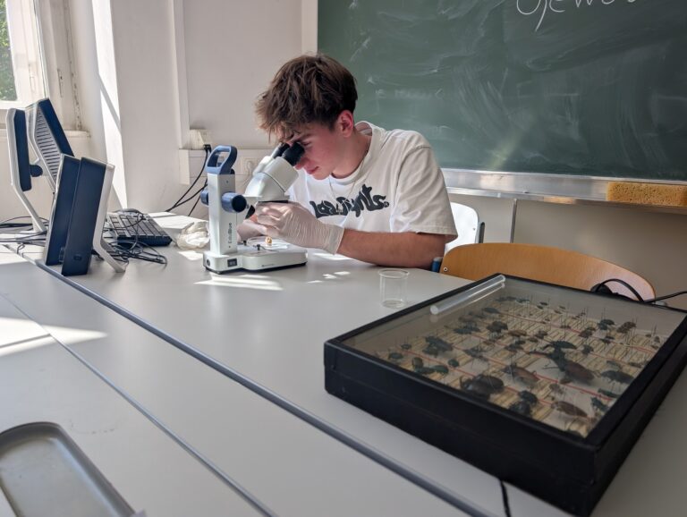 Mäusepuzzle aus Eulengewölle