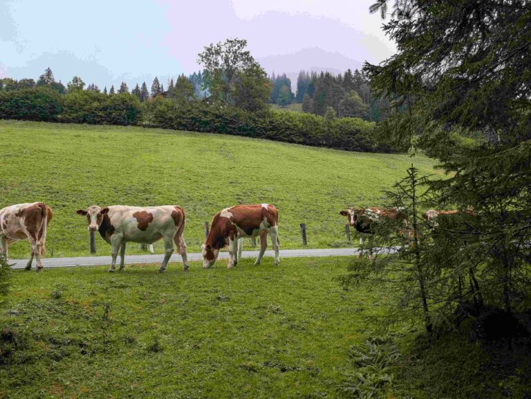 ECOALITY Community Action Camp – Projektwoche der 8A oder „Steckengeblieben, Zug verpasst und Salzburger Luft eingeatmet“